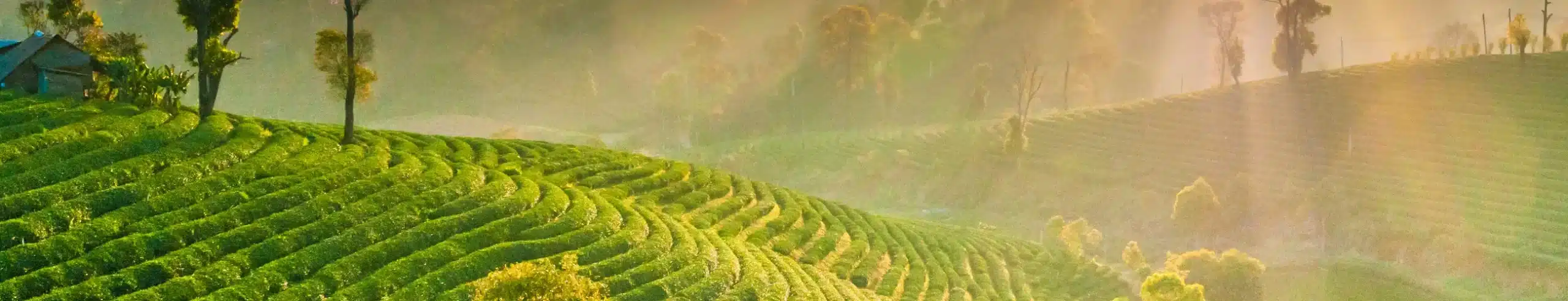 Tailandia Clásico